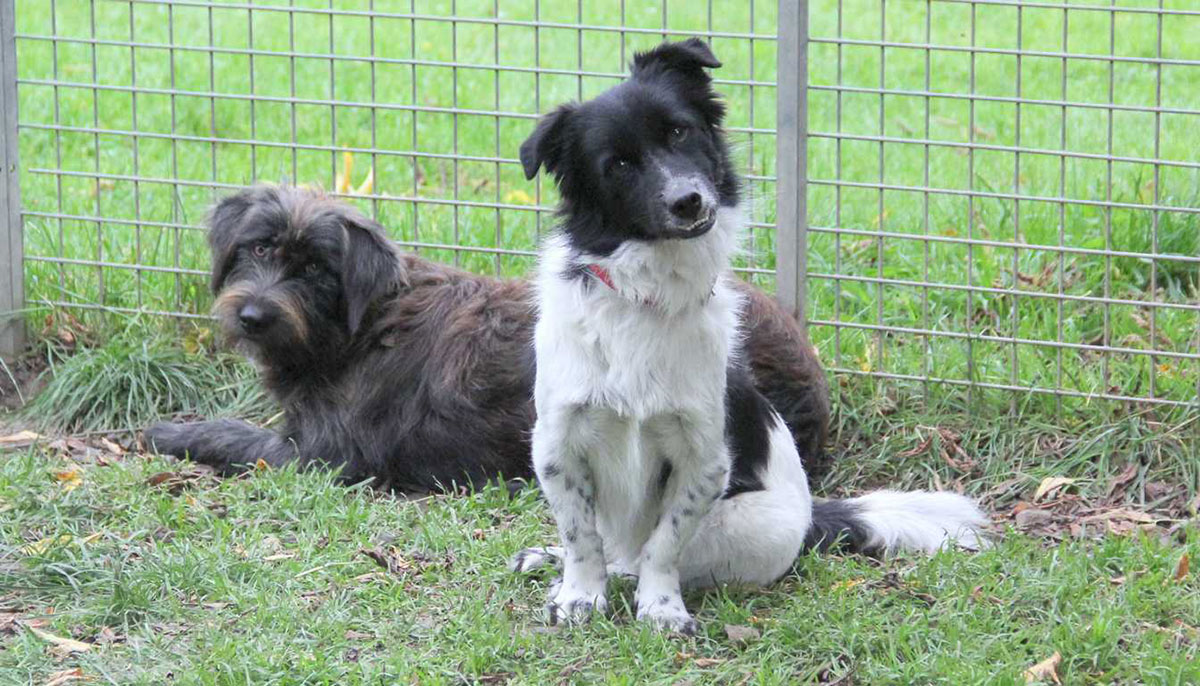 Jette und Mischa - ein trauriges Schicksal hat sie zusammengeführt