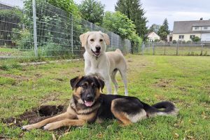 Rudi und Vito - tägliche Spielstunde im Tierheim
