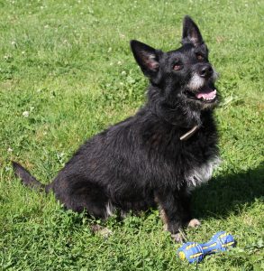 Linus – 291 Tage im Tierheim – jetzt startet er in ein neues Leben