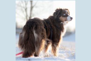 Traumatisierte Hunde