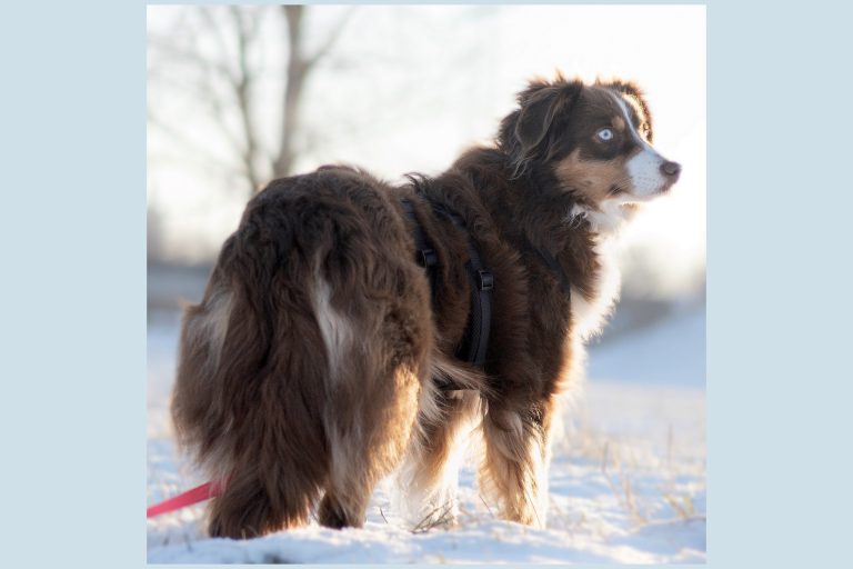 Traumatisierte Hunde