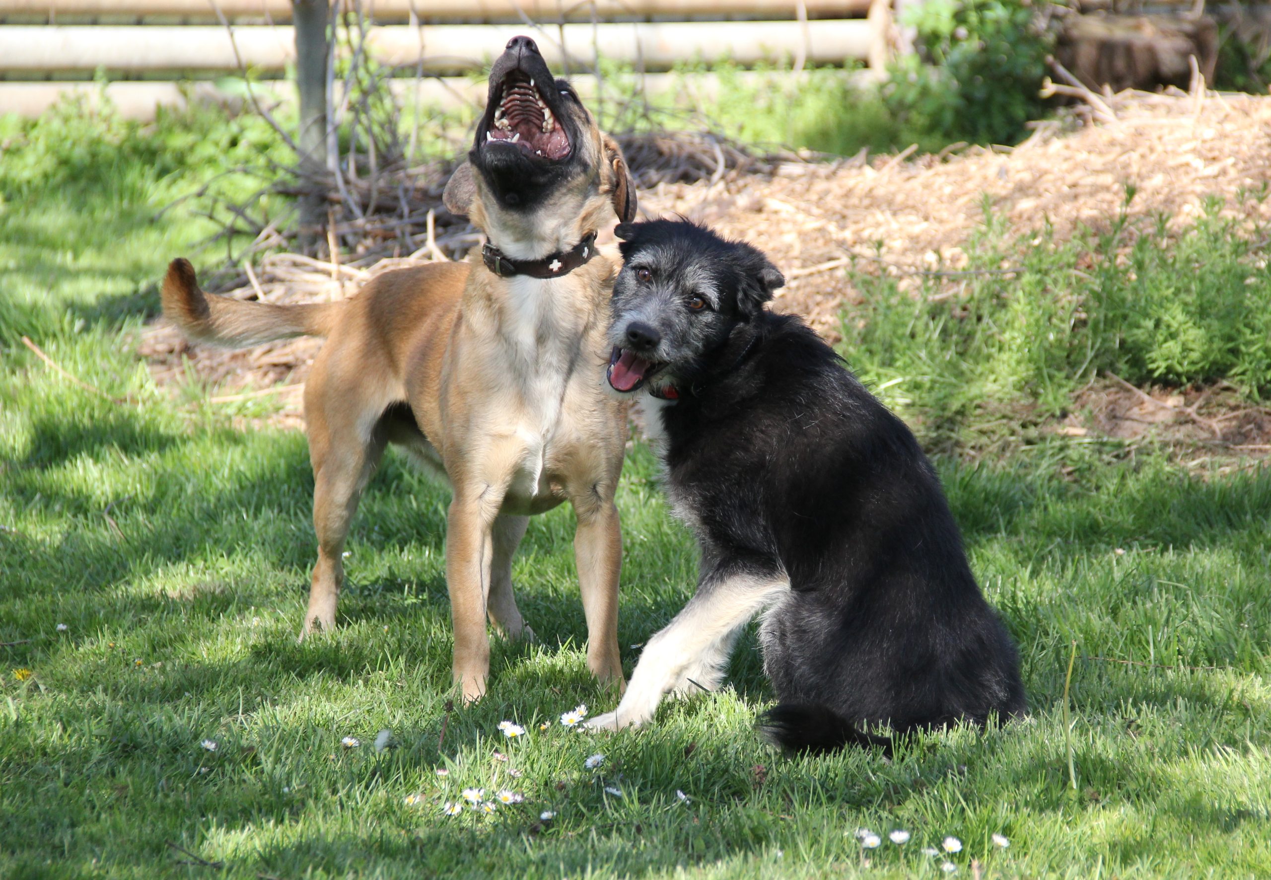 Zwei beste Freunde - Pablo & Egon
